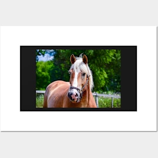 Horse Portrait Posters and Art